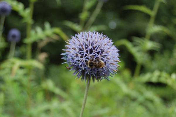 Echinops ritro | Kugeldistel